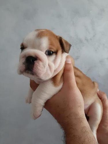 Engleski buldog
