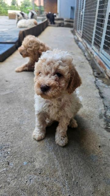 Lagotto-Romagnolo-štenci
