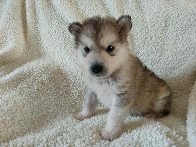Lijepi Alaskan Malamute štenad na prodaju