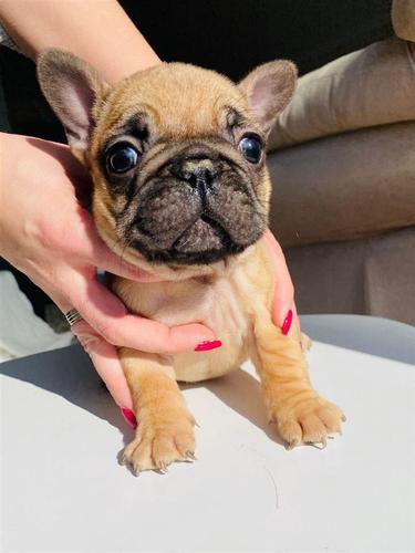 Francuski Buldog
