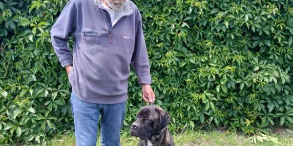 Cane Corso