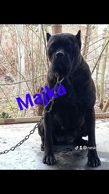 Cane-corso-štenci